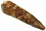 Fossil Spinosaurus Tooth - Real Dinosaur Tooth #289847-1